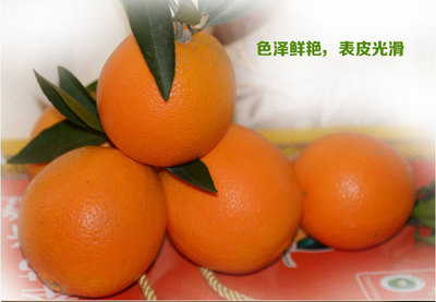 正宗重庆奉节脐橙农家新鲜孕妇甜橙子10斤现摘水果代理批发一.